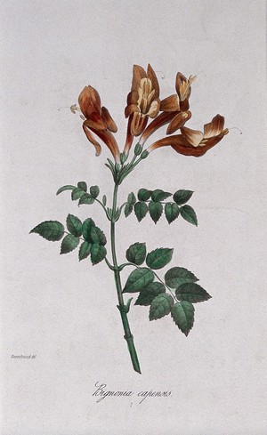 view A flowering plant (Bignonia capensis). Coloured lithograph, c. 1850, after Guenébeaud.