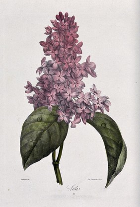 Lilac plant (Syringa species): flowering stem. Coloured lithograph, c. 1850, after Guenébeaud.