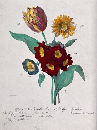 Four flowers: a chrysanthemum, an auricula, a tulip and a morning glory. Coloured lithograph, c. 1850, after Guenébeaud.
