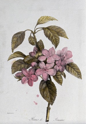 view A flowering apple tree branch. Coloured lithograph, c. 1850, after Guenébeaud.