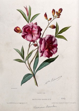 An oleander plant (Nerium oleander): flowering stem. Coloured lithograph, c. 1850, after A. Bétrérnieux (?).