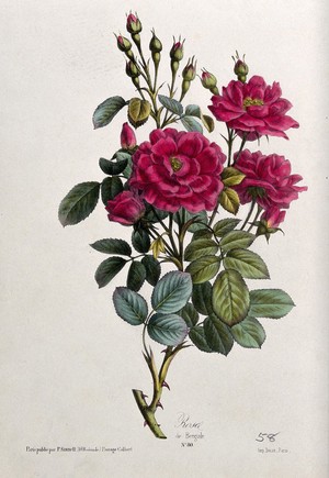 view A flowering rose (Rosa species). Coloured lithograph, c. 1850.