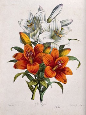 A bunch of orange and white lily flowers. Coloured lithograph by B. Chirat, c. 1850, after himself.