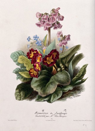 Two flowering plants: primroses (Primula species) and saxifrages (Saxifraga species). Coloured lithographs by E. Champin, c. 1850, after herself.