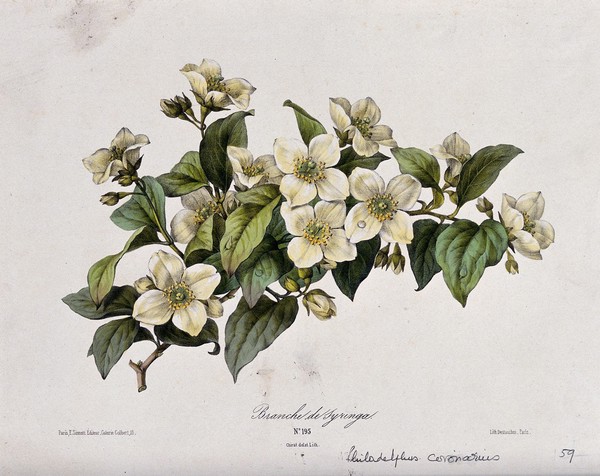 A mock orange plant (Philadelphus coronarius): flowering branch. Coloured lithograph by B. Chirat, c. 1850, after himself.
