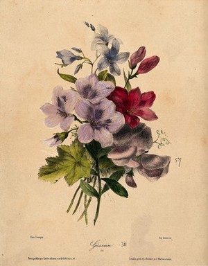 view A bunch of flowering geraniums and sweet peas. Coloured lithograph by E. Champin, ca. 1850.