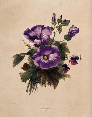 view A bunch of flowering mallows and pansies. Coloured lithograph by E. Champin, c. 1850, after herself.