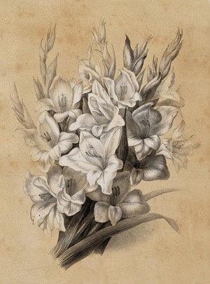 view A bunch of flowering gladioli (Gladiolus species). Lithograph by E. Champin, c. 1850, after herself.