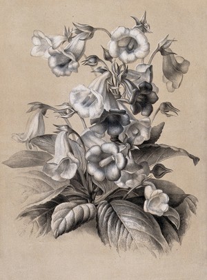 view A bunch of flowering gloxinias (Sinningia speciosa var.). Lithograph by E. Champin, c. 1850, after herself.