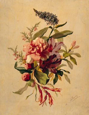 view A bunch of winter-flowering plants, including heather, camellia and rhododendron. Chromolithograph by A. Bouvier, 18--.