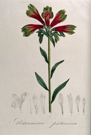 view An Alstroemeria plant: flowering stem and floral segments. Coloured lithograph.