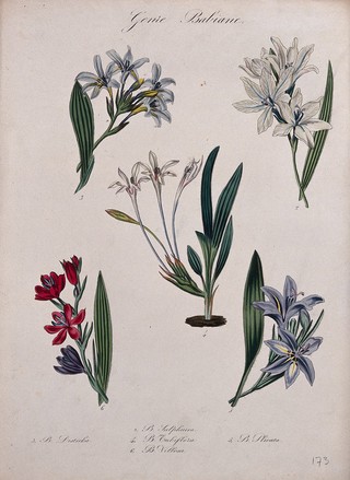 Five flowering plants, all species of the genus Babiana. Coloured lithograph.