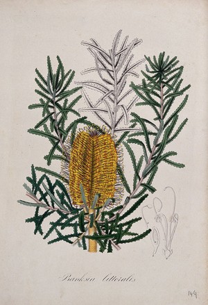 view An Australian honeysuckle plant (Banksia littoralis): flowering stem and floral segments. Coloured lithograph.