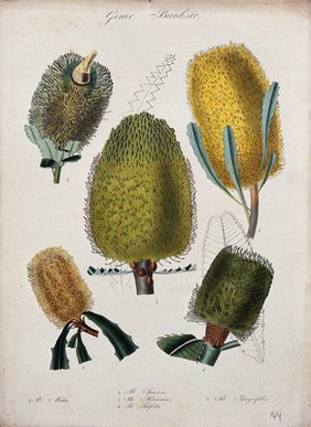 Five different Australian honeysuckle plants (Banksia species): flowering stems. Coloured lithograph.