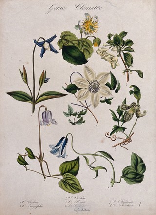 Seven different clematis plants (Clematis species): flowering stems. Coloured lithograph.