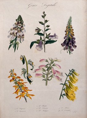 Six different foxglove plants (Digitalis species): flowering stems. Coloured lithograph.