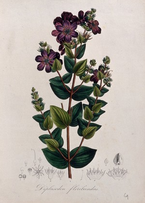 view A plant (Diplusodon floribundus): flowering stem and floral segments. Coloured lithograph.