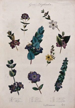 view Nine flowering plants, all species of the genus Diplusodon. Coloured lithograph.