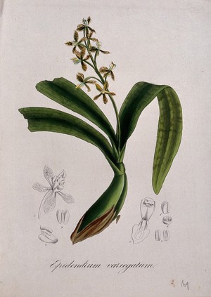 view A tropical orchid (Epidendrum variegatum): flowering stem and floral segments. Coloured lithograph.