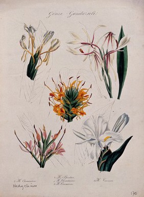 Five types of ginger lily (Hedychium species): flowering stems. Coloured lithograph.