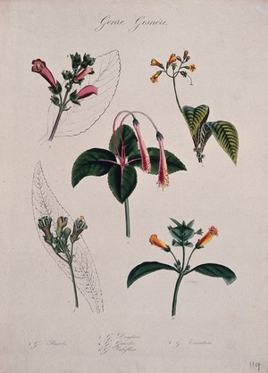 view Five tropical flowering plants, all species of the genus Gesneria. Coloured lithograph.