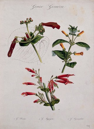 Three tropical flowering plants, all species of the genus Gesneria. Coloured lithograph.
