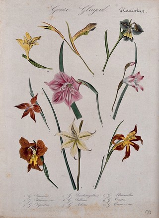 Nine types of gladioli (Gladiolus species): flowering stems. Coloured lithograph.