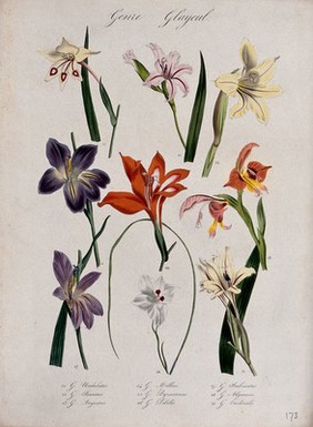 Nine types of gladioli (Gladiolus species): flowering stems. Coloured lithograph.