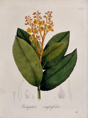 view A tropical plant (Gomphia crassifolia): flowering stem and floral segments. Coloured lithograph.