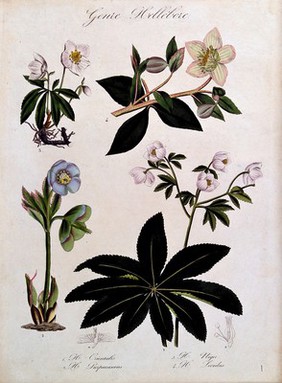 Four types of hellebore (Helleborus species): flowering stems and floral segments. Coloured lithograph.