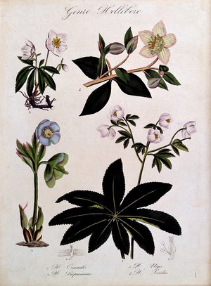 view Four types of hellebore (Helleborus species): flowering stems and floral segments. Coloured lithograph.