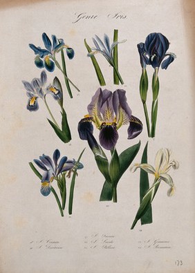 Seven types of iris (Iris species): flowering stems. Coloured lithograph.