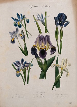 view Seven types of iris (Iris species): flowering stems. Coloured lithograph.