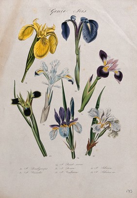 Seven types of iris (Iris species): flowering stems. Coloured lithograph.