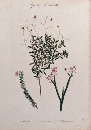 view Three flowering plants, all species of the genus Lauradia. Coloured lithograph.