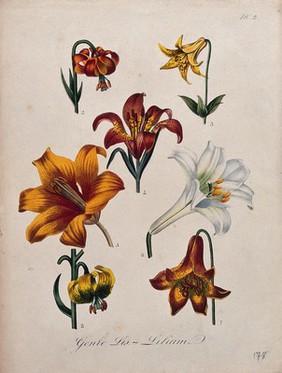 Seven flowers from different types of lily (Lilium species). Coloured lithograph.