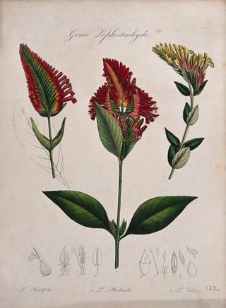 Three tropical plants, all species of the genus Lophostachys: flowering stems and floral segments. Coloured lithograph.