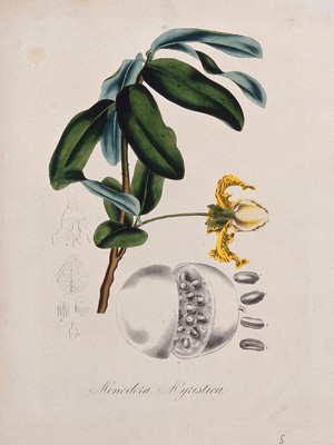 view Calabash nutmeg plant (Monodora myristica): flowering stem, fruit and floral segments. Coloured lithograph.
