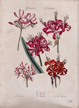 view Five flowers from different types of nerine lily (Nerine species). Coloured lithograph.