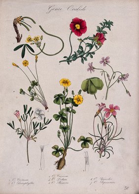 Seven flowering plants, all species of the genus Oxalis. Coloured lithograph.