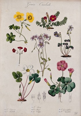 Seven flowering plants, all species of the genus Oxalis. Coloured lithograph.