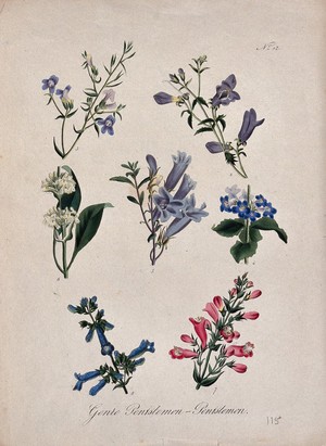 view Seven flowering plants, all species of the genus Penstemon. Coloured lithograph.