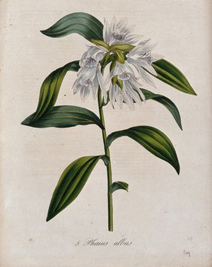 view An orchid (Phaius albus): flowering stem. Coloured lithograph.