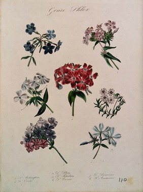 Seven flowering plants, all species of the genus Phlox. Coloured lithograph.