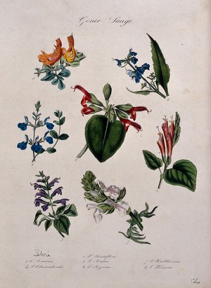 view Seven different types of sage (Salvia species): flowering stems. Coloured lithograph.