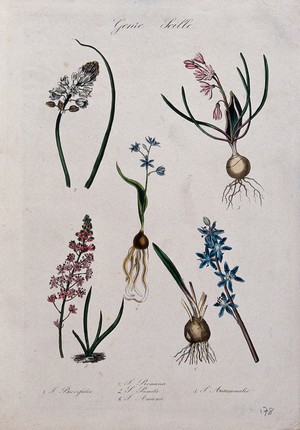 view Five flowering bulbous plants, all species of the genus Scilla. Coloured lithograph.