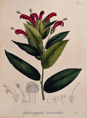 view A tropical plant (Centropogon surinamensis): flowering stem and floral segments. Coloured lithograph.