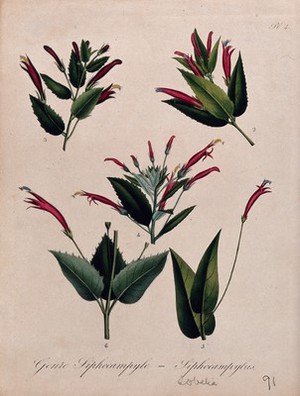 view Five flowering tropical plants, all species of the genus Siphocampylus. Coloured lithograph.