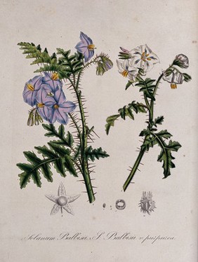 Two spiny plants (Solanum sisymbrifolium): flowering stems and floral segments. Coloured lithograph.