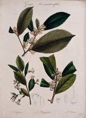 Five plants, all species of the genus Symplocos: flowering stems and floral segments. Coloured lithograph.